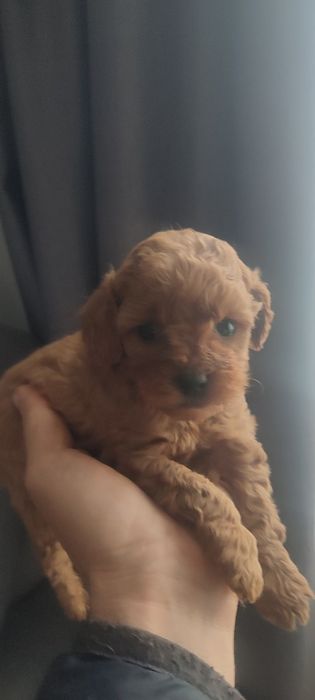 Щенки мальтіпу кращі