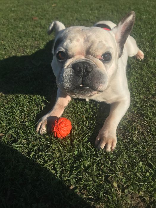 Щукаэмо дівчинкудлв’язки з французом  оплата з нас плюс купівля цуценя