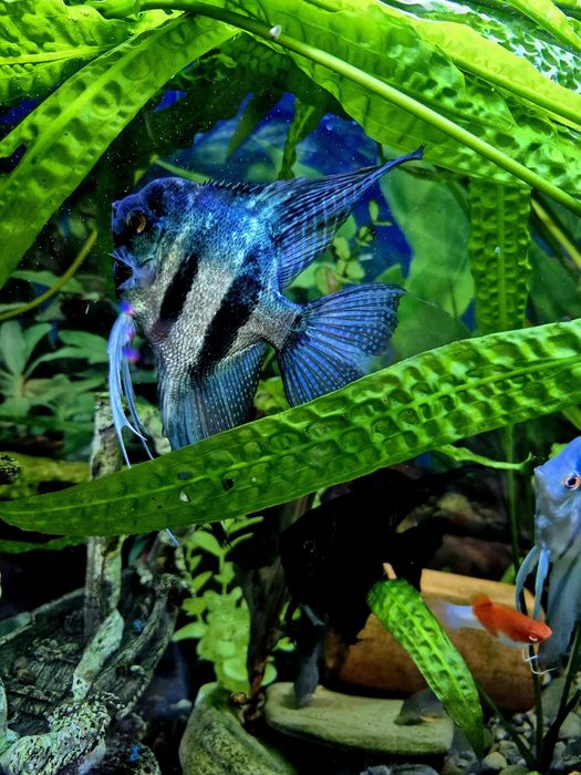 Скалярія піной, голуба