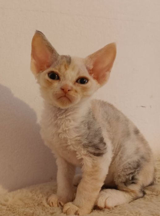 Młodziutka kotka Devon Rex