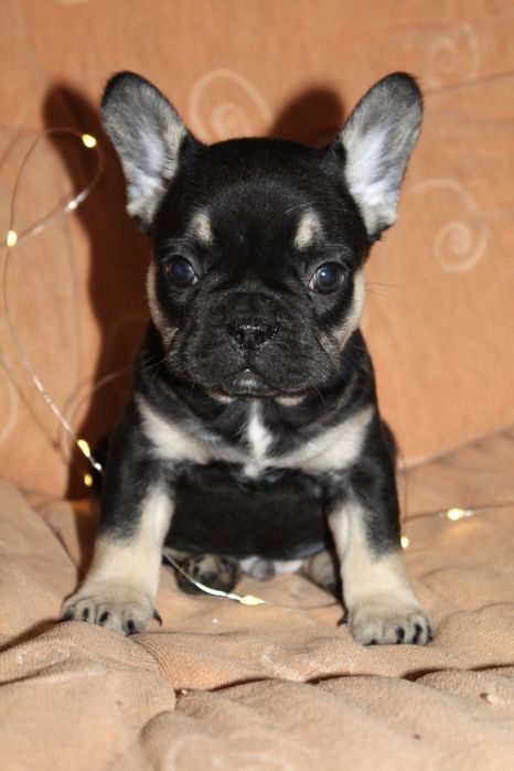 Супер генний хлопчик