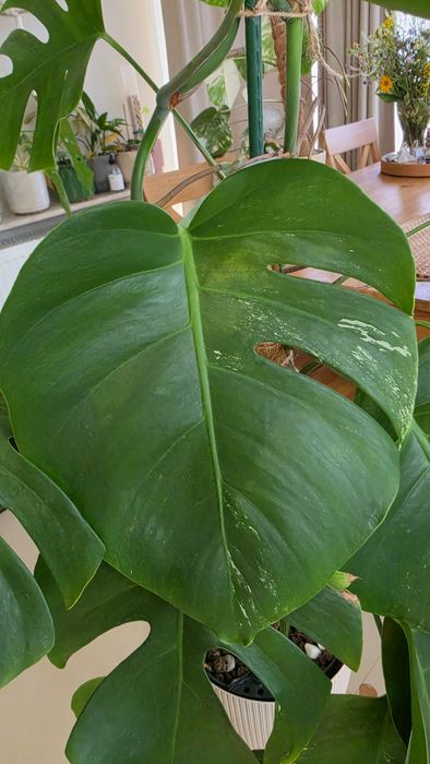 Monstera variegata