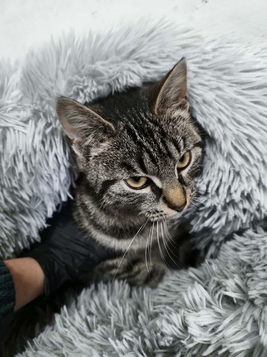 Kocia gaduła i pieszczocha Mika