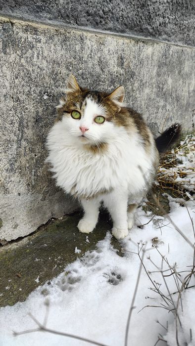 Кошенята, котик, киця, кицюня в добрі руки