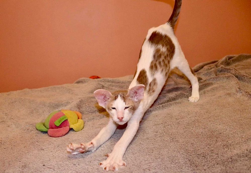 Сіамо Орієнтальна група хлопчик Янкі