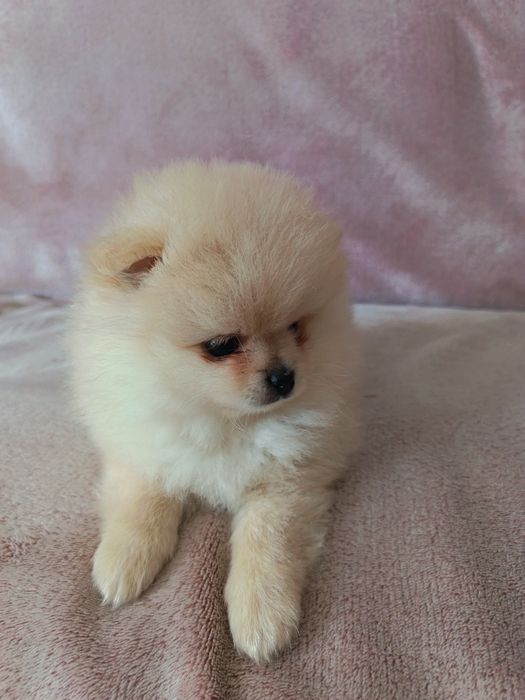 Szpic miniaturowy/pomeranian