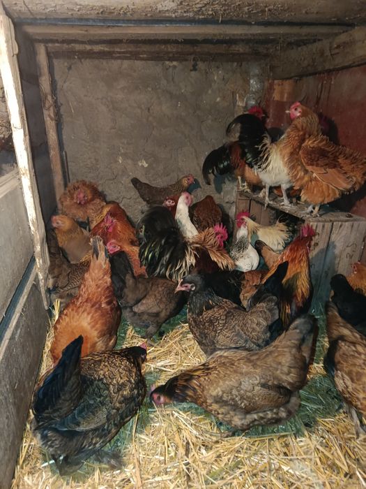 Курочки бентамочки инкубационное яйцо