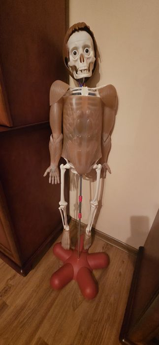 Kostek kościotrup człowieka