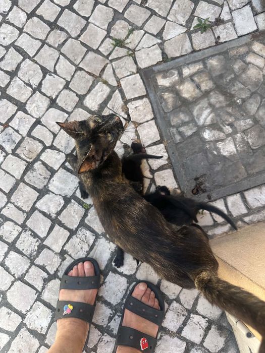 Gatinhos para adoção responsàvel