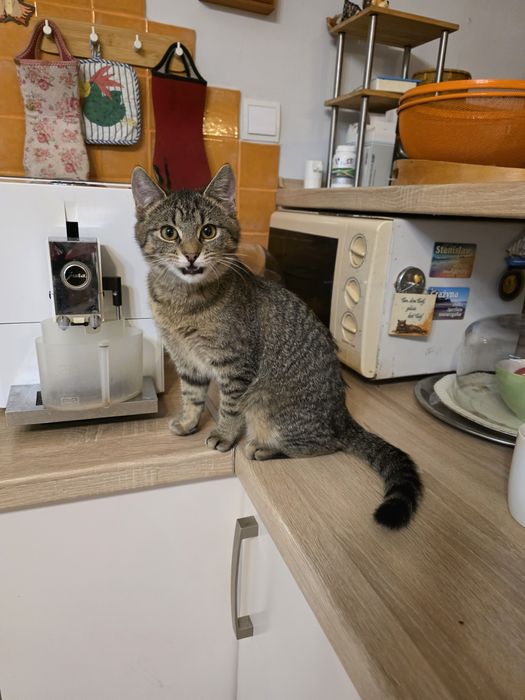 Kotka ok.5.5 miesiąca szuka kochającego domku.