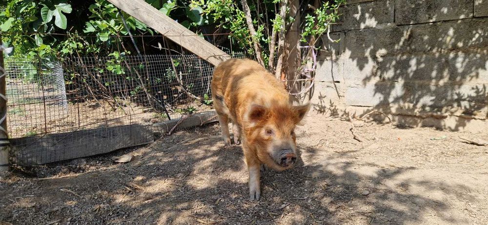 Porcos Kune Kune Juvenis (8 meses) – Para Estimação / Pastoreio