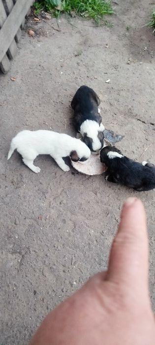 Милі песики безкоштовно віддам.