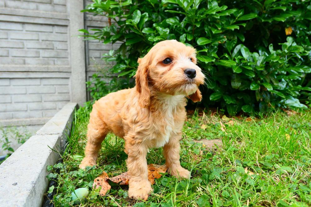 Cockapoo- Piękna zdrowa suczka- Badania Genetyczne!