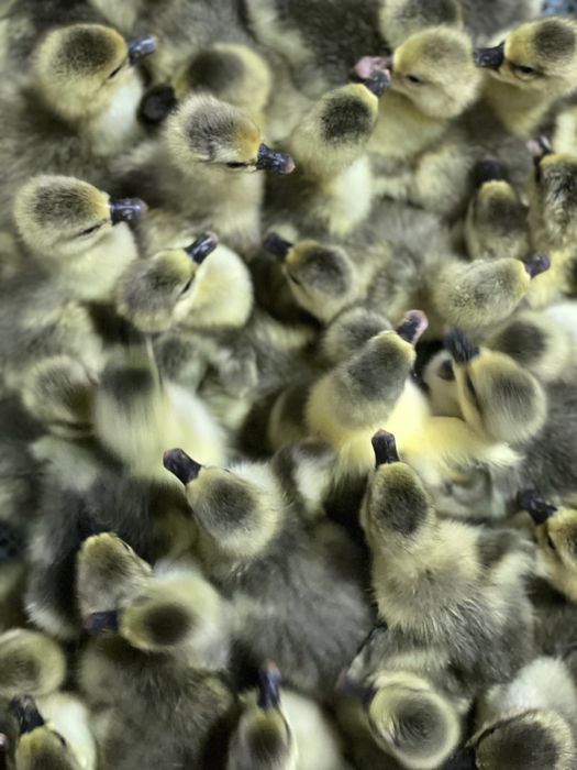 Курчата, качата, гусенята