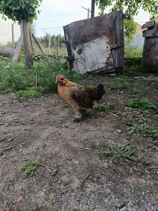 Продам яйцо инкубационное бентамка