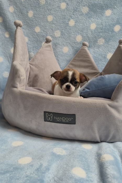 Cudowny chłopczyk chihuahua krótkowłosy do rezerwacji