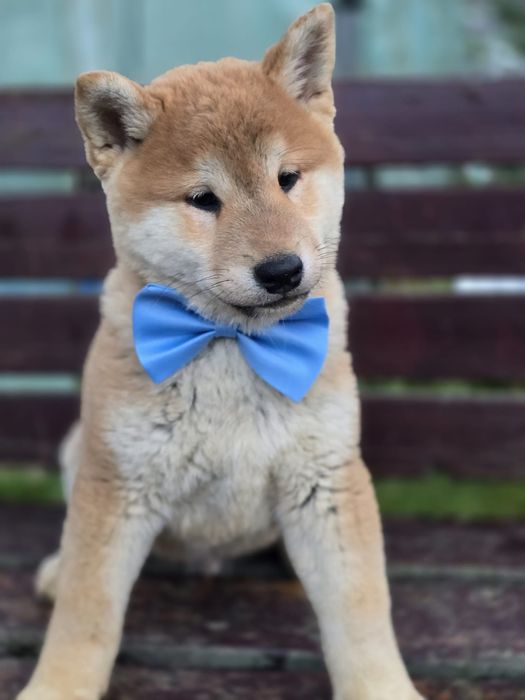 SHIBA INU piesek metryka chip do odbioru gotowy szczeniaki