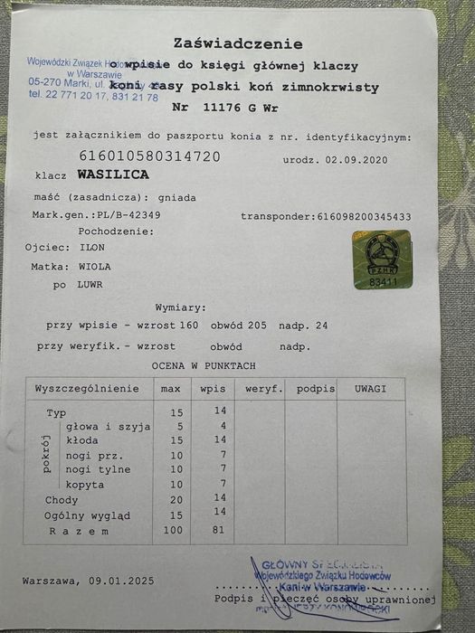 Sprzedam klacz typ sokólski