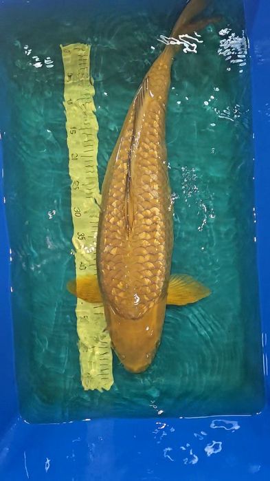 Carpa Koi - CHAGOI Ginrin