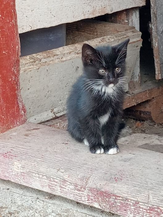 Котик хлопчик пухнастий