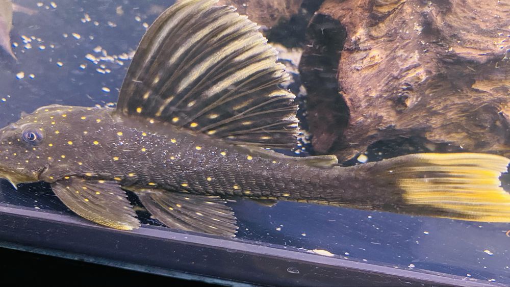 TABU Hypostomus Luteus 17cm faza 2 Warszawa