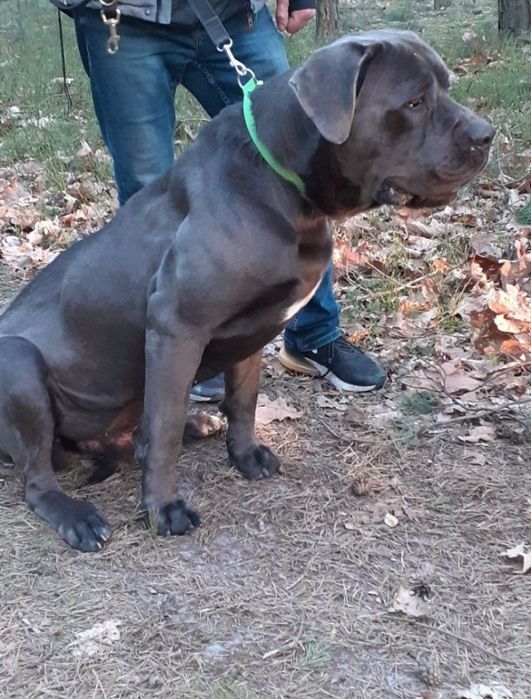 Cane corso Italiano suczka paszport UE