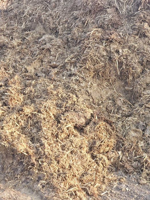 Obornik indyczy pomiot