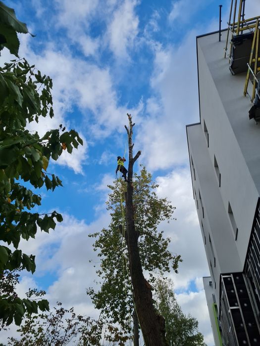 Arborysta, alpinistyczna wycinka i pielęgnacja drzew, zrębkowanie