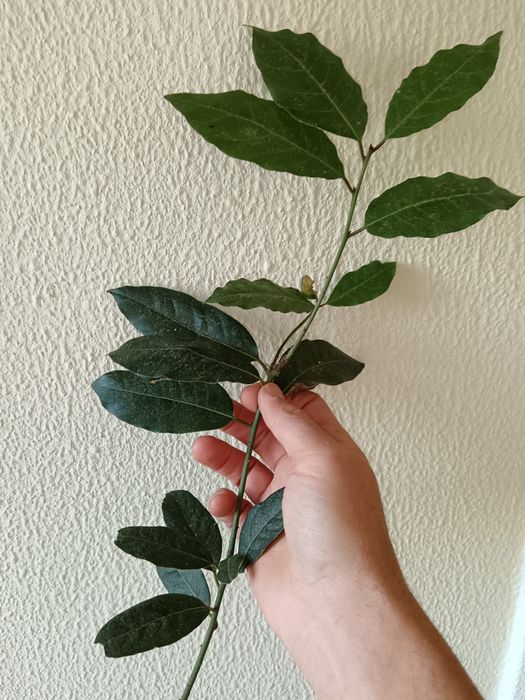 Folhas de louro frescas ou secas – Torres Vedras – colheita manual