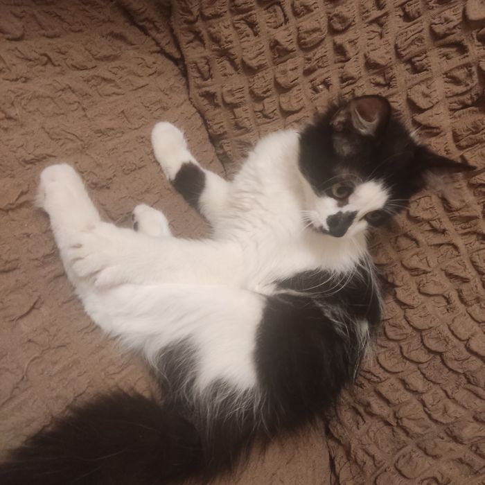 Котенок девочка, в хорошие руки