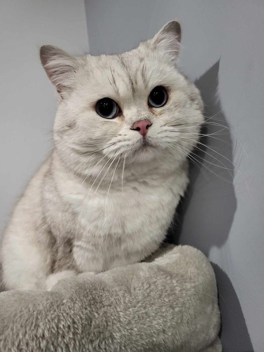 Reproduktor Brytyjsi krótkowłosy