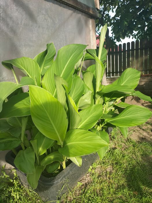 Paciorecznik canna duże sadzonki