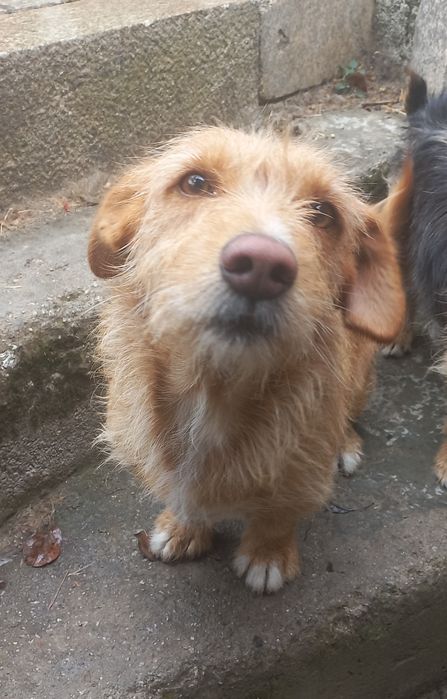 Dois cães e uma gata para doar