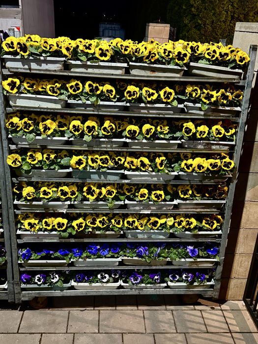 Bratki drobno i grubokwiatowe Stokrotki sprzedaz hurtowa