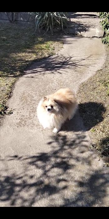 Померанський шпиц