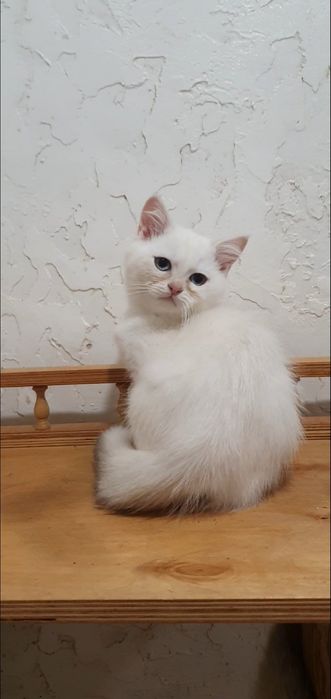 Золотий британський шиншила пойнт