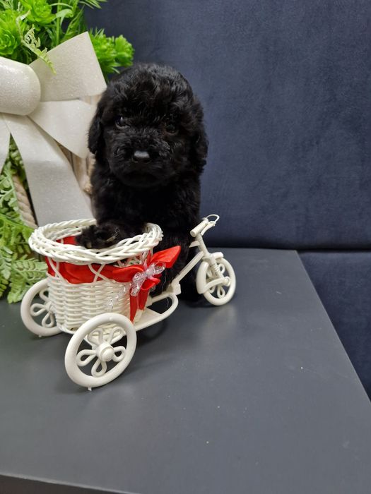 Pudel miniaturowy/toy szczeniak pełen uroku.