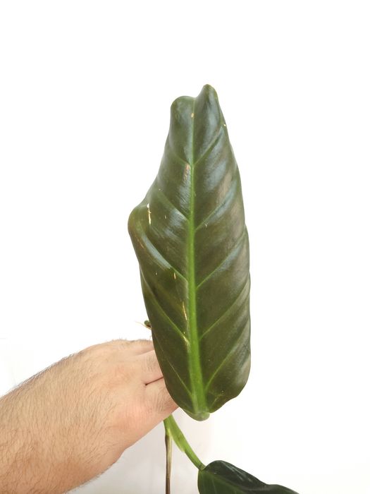 Philodendron Subhastatum Tamarindo