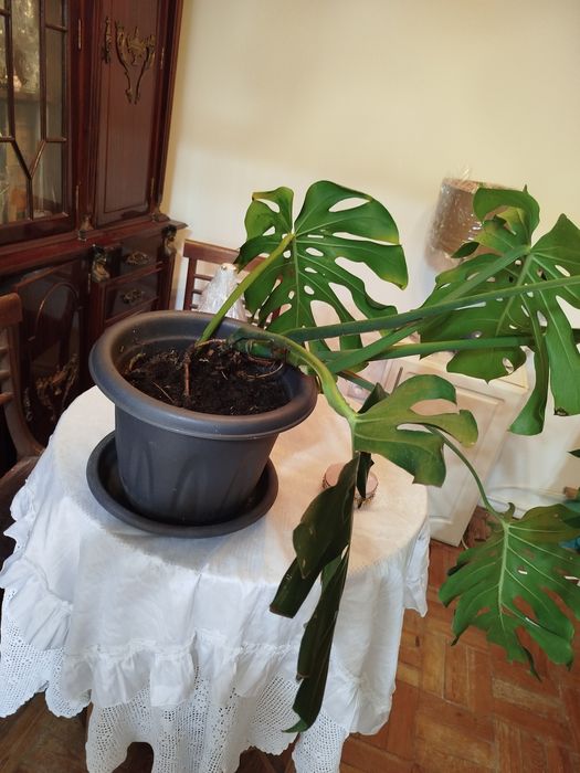 Planta natural monstera costela de Adão