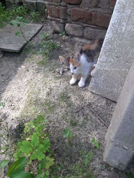 Котята в добрі руки