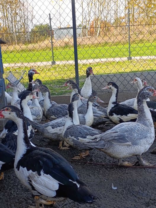 Koguty, kaczki piżmowe