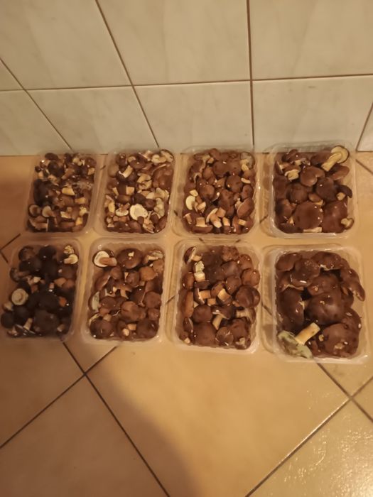 Świeże podgrzybki