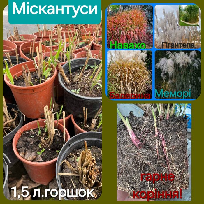 Міскантус Китайський Меморі , Балерина, Навахо,Гігантелла