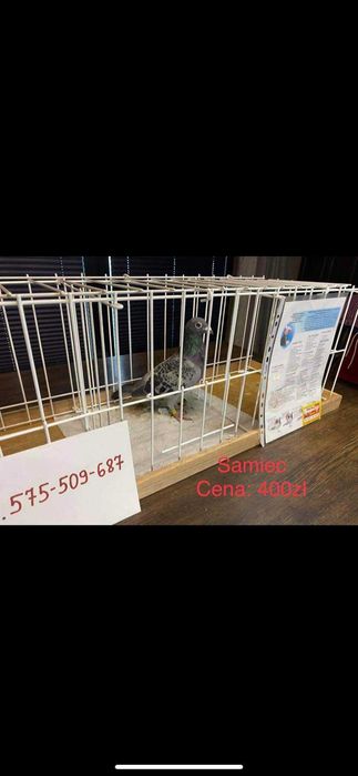 Gołębie pocztowe od Arka Maziarza