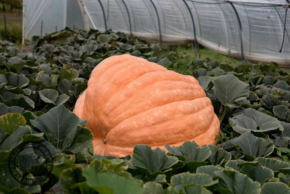 Dynia Olbrzymia 890,5kg - Największa w Polsce w 2024 - Nasiono Nasiona