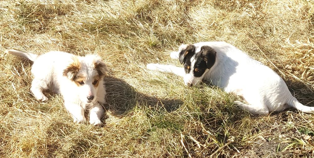 Віддам в добрі руки цуценят