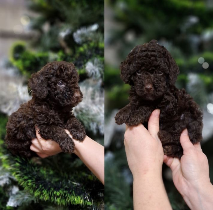 Той пудель хлопчики