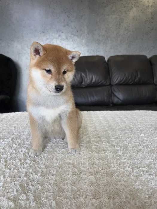 Shiba Inu disponível