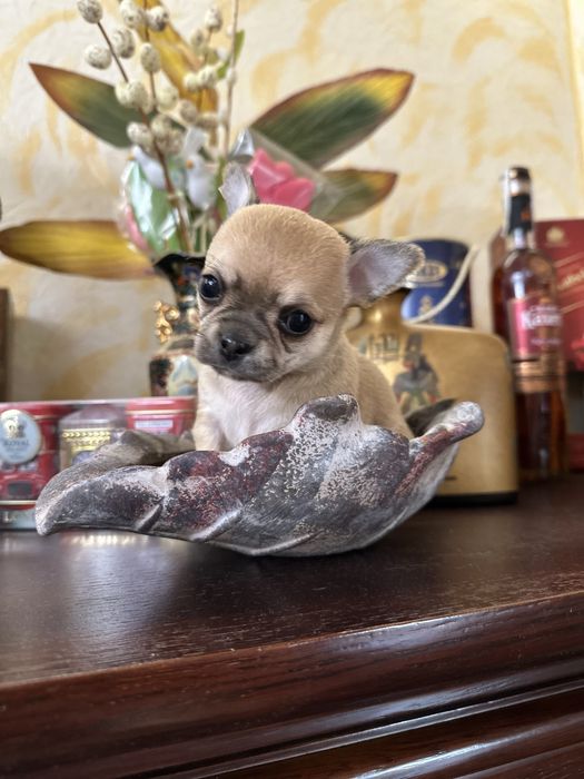 Крихітка супер міні чіхуахуа