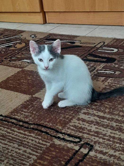 Кошеня 3 місяці шукає дім